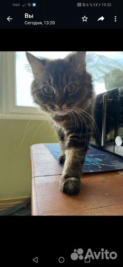 Кошка в дар бесплатно
