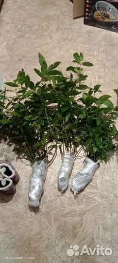Саженцы лаврового листа+в подарок несколько штук