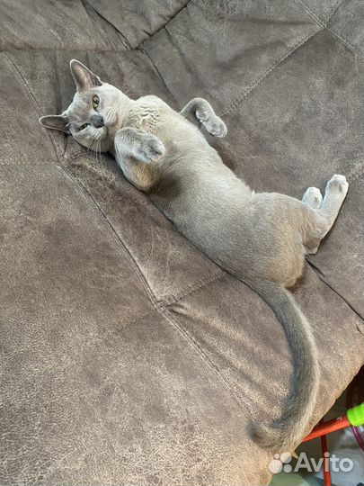 Бурманская