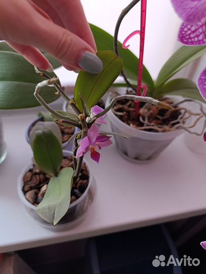 Орхидея мини