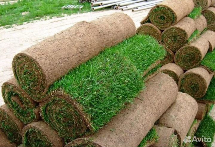 Рулонный газон с реализацией