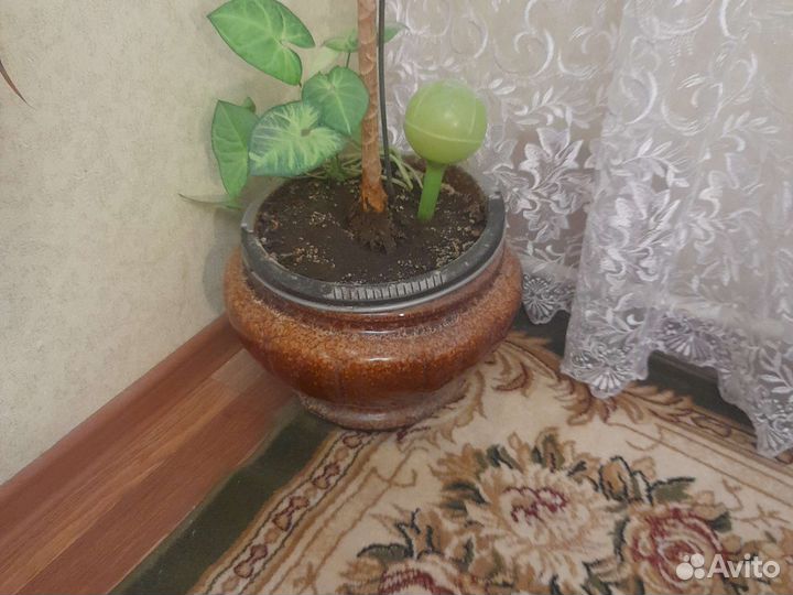 Пальма драцена 2 штуки