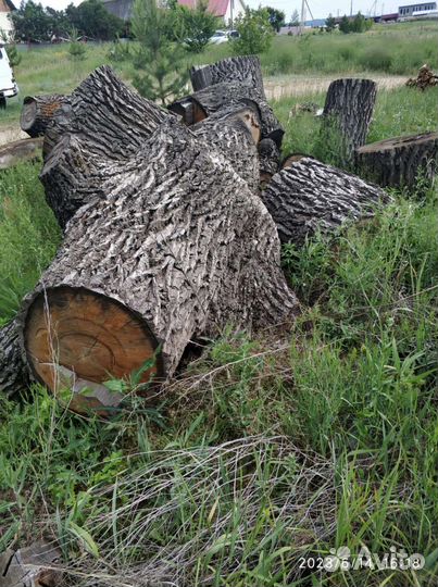 Пень дубовый