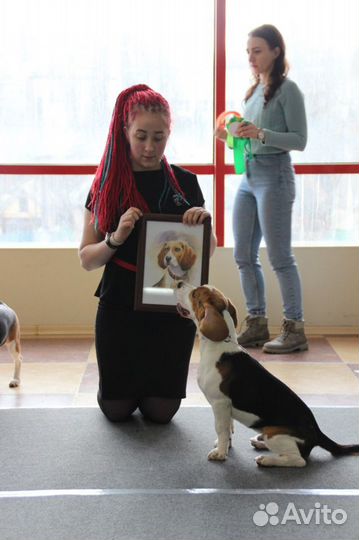 Бигль вязка