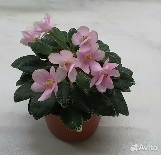 Сортовые фиалки цветущие