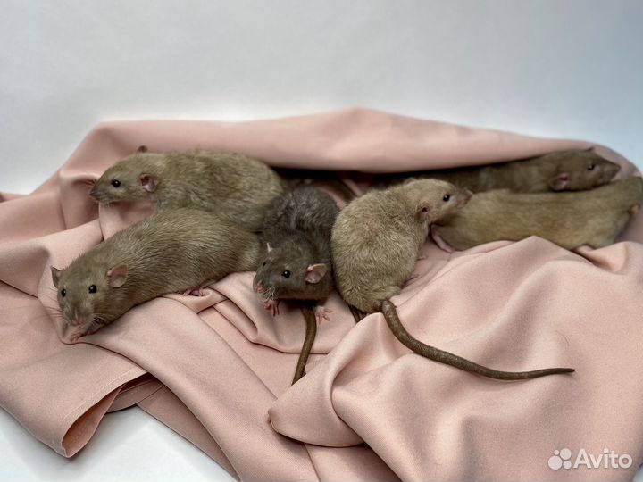 Крысята дамбо рекс