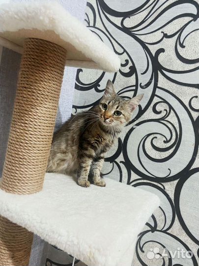 Кошка в дар