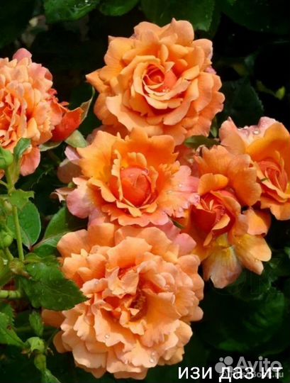 Саженцы роз