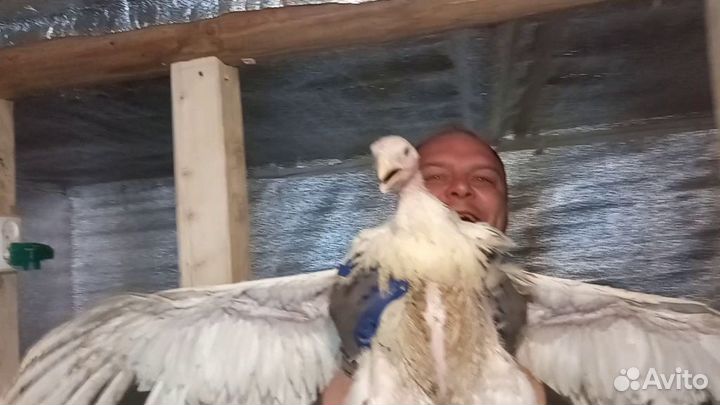 Индюшиное мясо домашнее