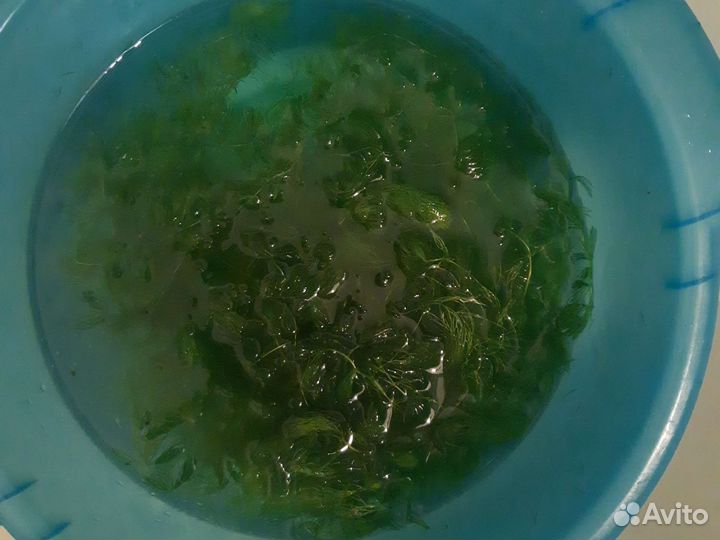 Роголистник