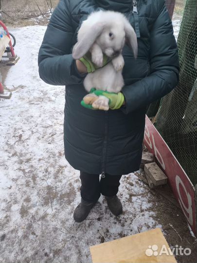 Кролики породы французский баран