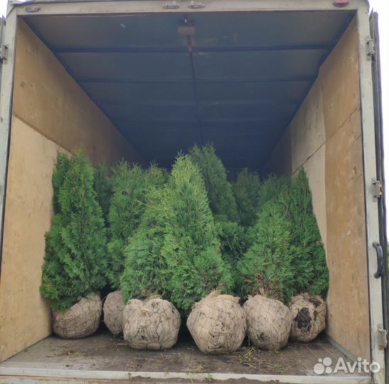 Туя Колумна. Оптом из питомника