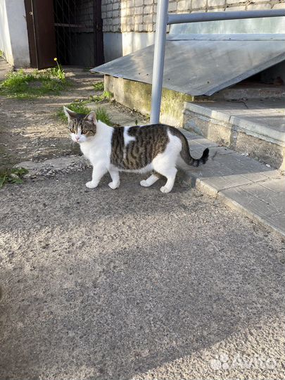 Кошка ищет дом