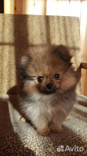 Померанский шпиц