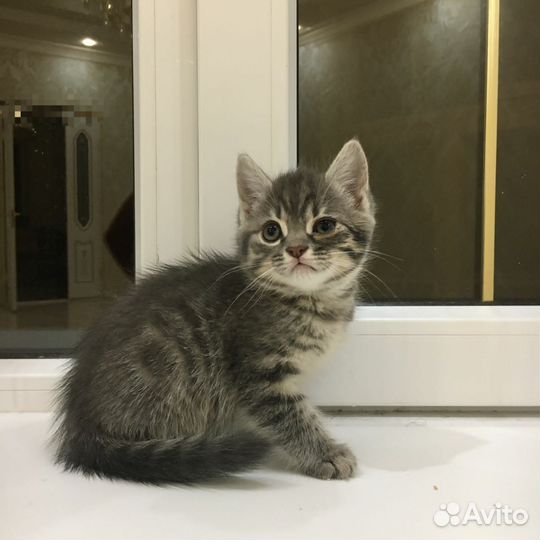 Котята в дар
