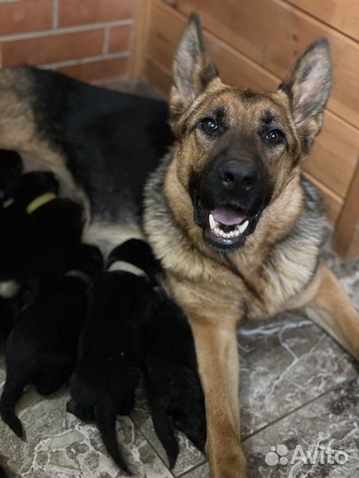 Щенки немецкой овчарки