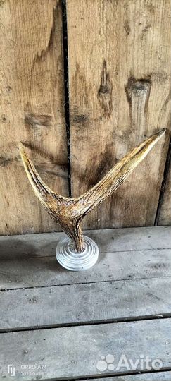 Рога лося вешалка