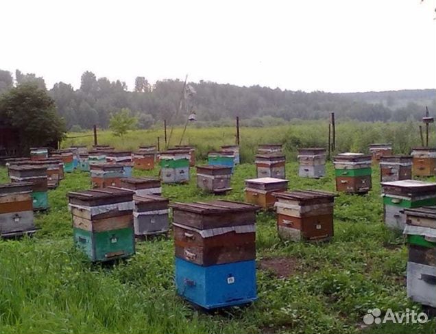 Мёд 24 года Алтайский опт