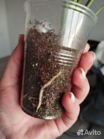 Спатифиллум