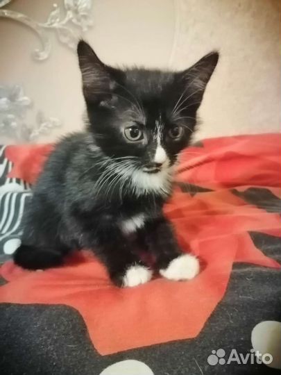 Котята в добрые руки бесплатно