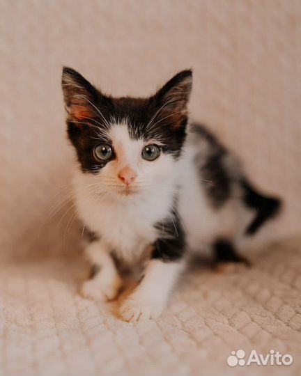 Котенок мальчик