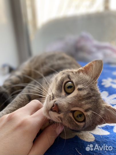 Кошечка в добрые руки