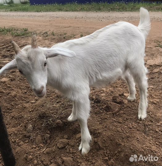 Вязка, козлик заанонубийский