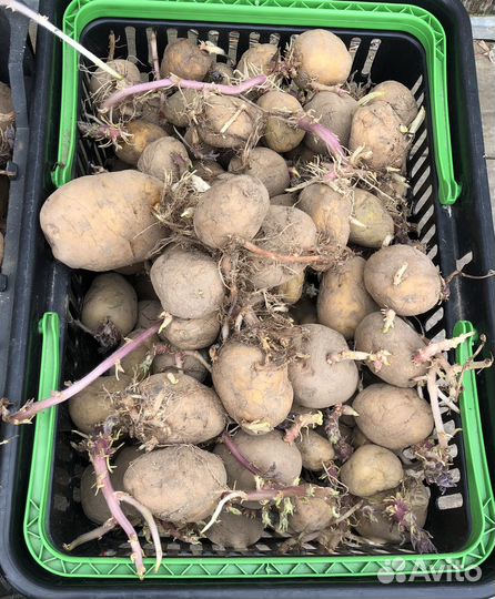 Картофель на семена