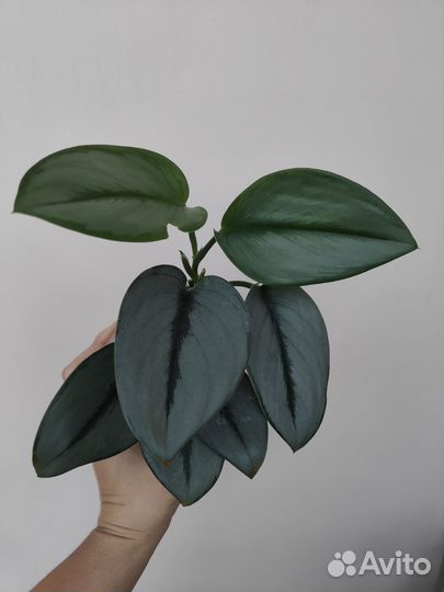 Сциндапсус \ Эпипремнум