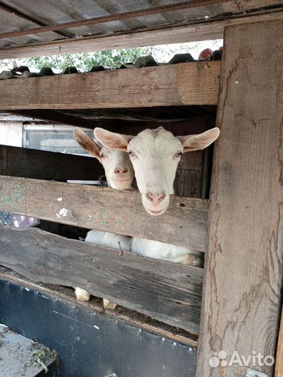 Продается коза