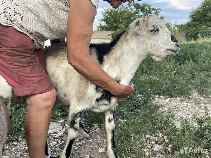 Козел ламанча