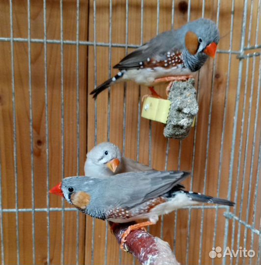 Зебровые амадины, канарейки