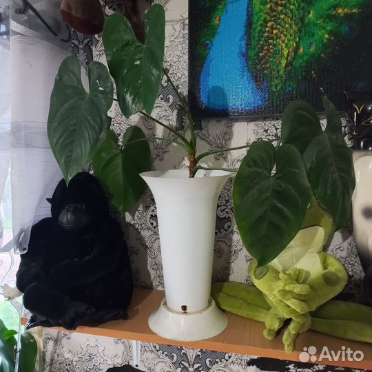 Комнатные растения цветы