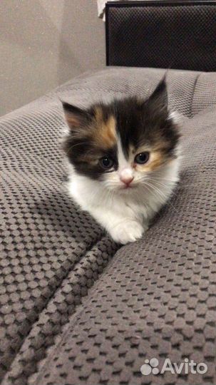 Продаю персидских котят
