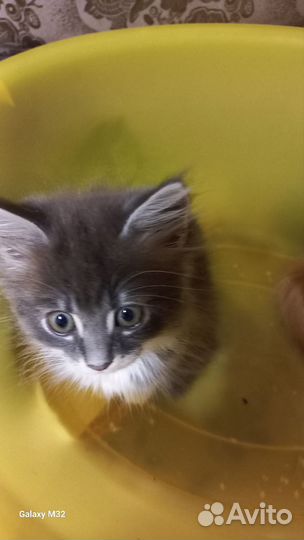 Котята дворянских кровей