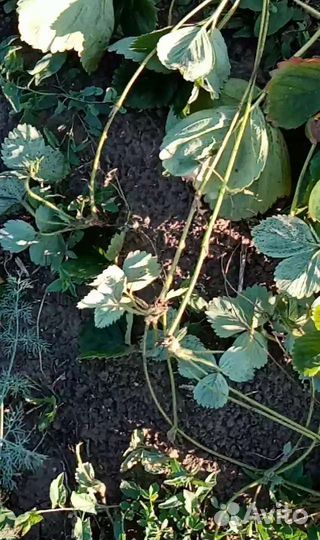 Куст+усы алба клери