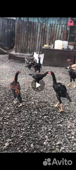 Бойцовые петухи