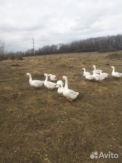 Гусята