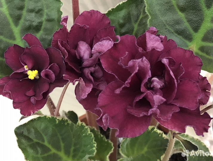 Фиалка сорта рс