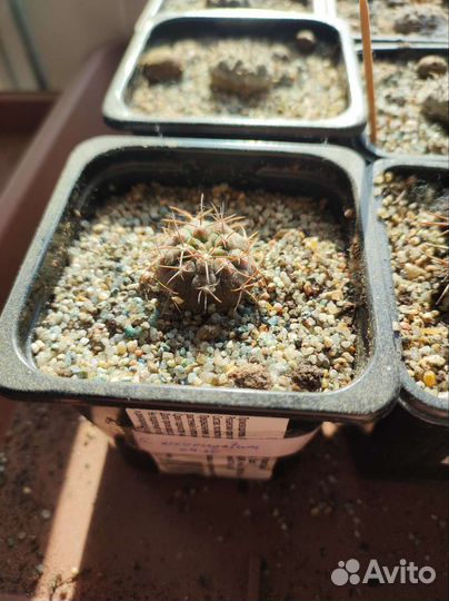 Гимнокалициум