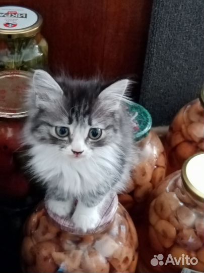 Продаётся кошечка 2 - 2,5 месяца
