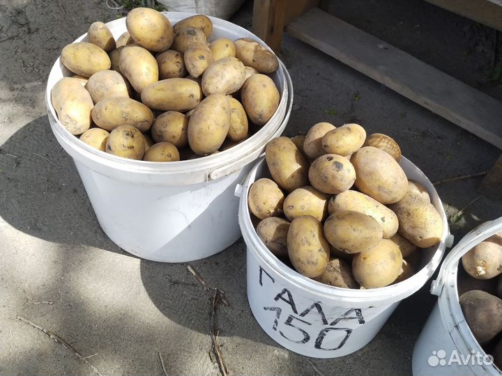 Семена картофеля сорт Гала