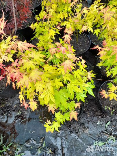 Клён пальмолистный Оранж Дрим