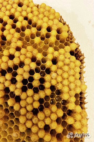 Трутневый гомогенат(трутневое молочко)