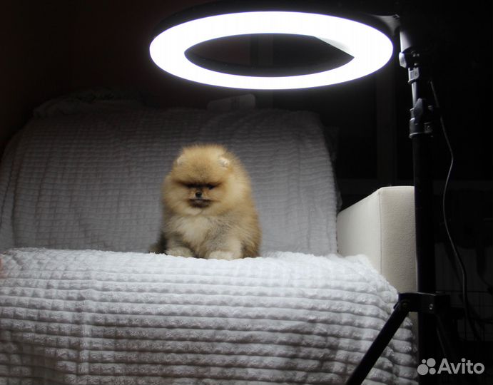 Шпиц Мишка померанец Мальчик РКФ