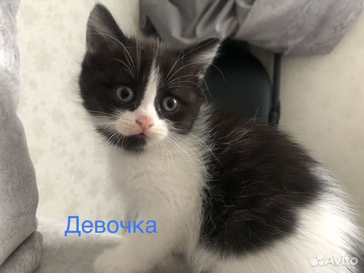 Шотладские котята