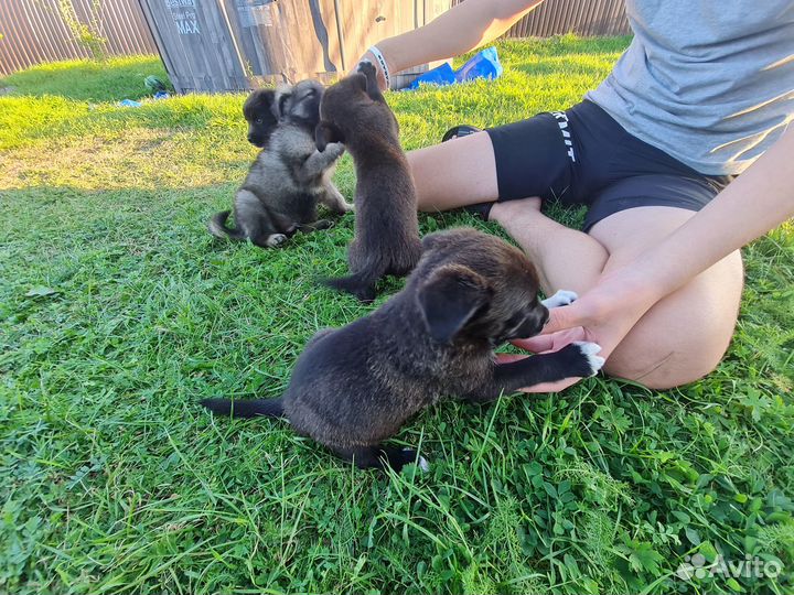 Щенки в добрые руки