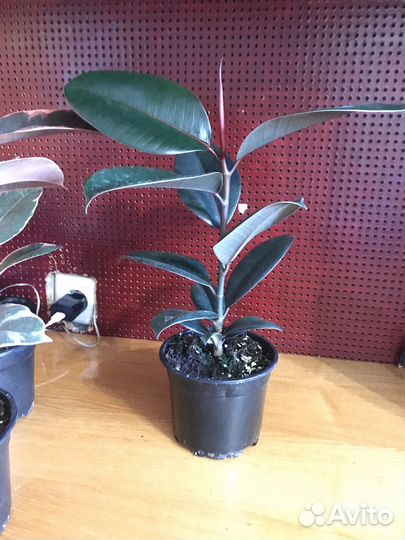 Фикусы, филодендроны,глоксиния,блехнум и другие