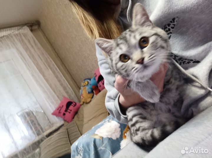Котики в добрые руки
