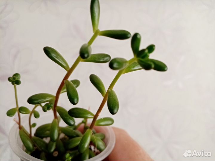 Суккуленты, кактусы